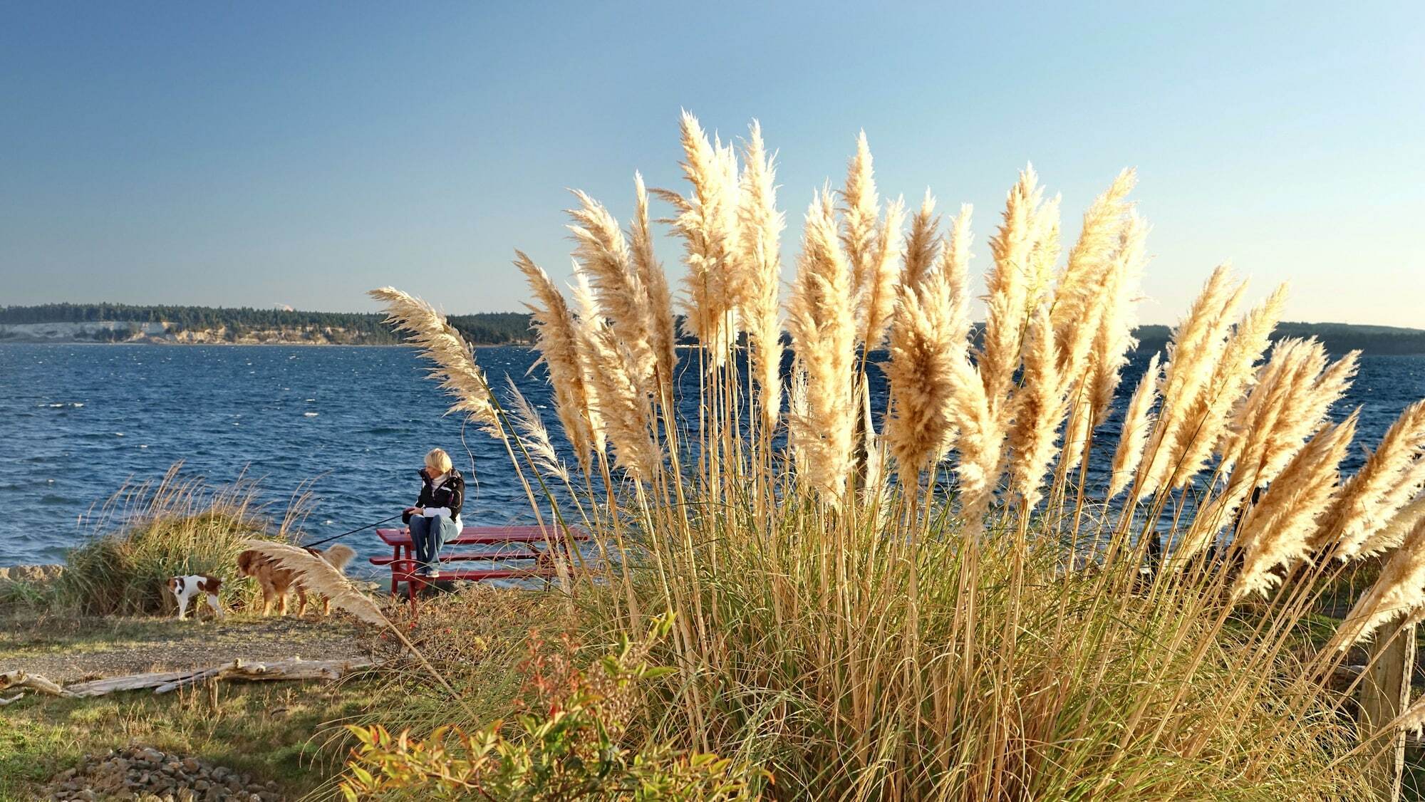 Tides Inn & Suites Port Townsend Buitenkant foto